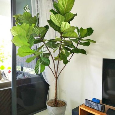 Balcony in-style 21: When nature calls